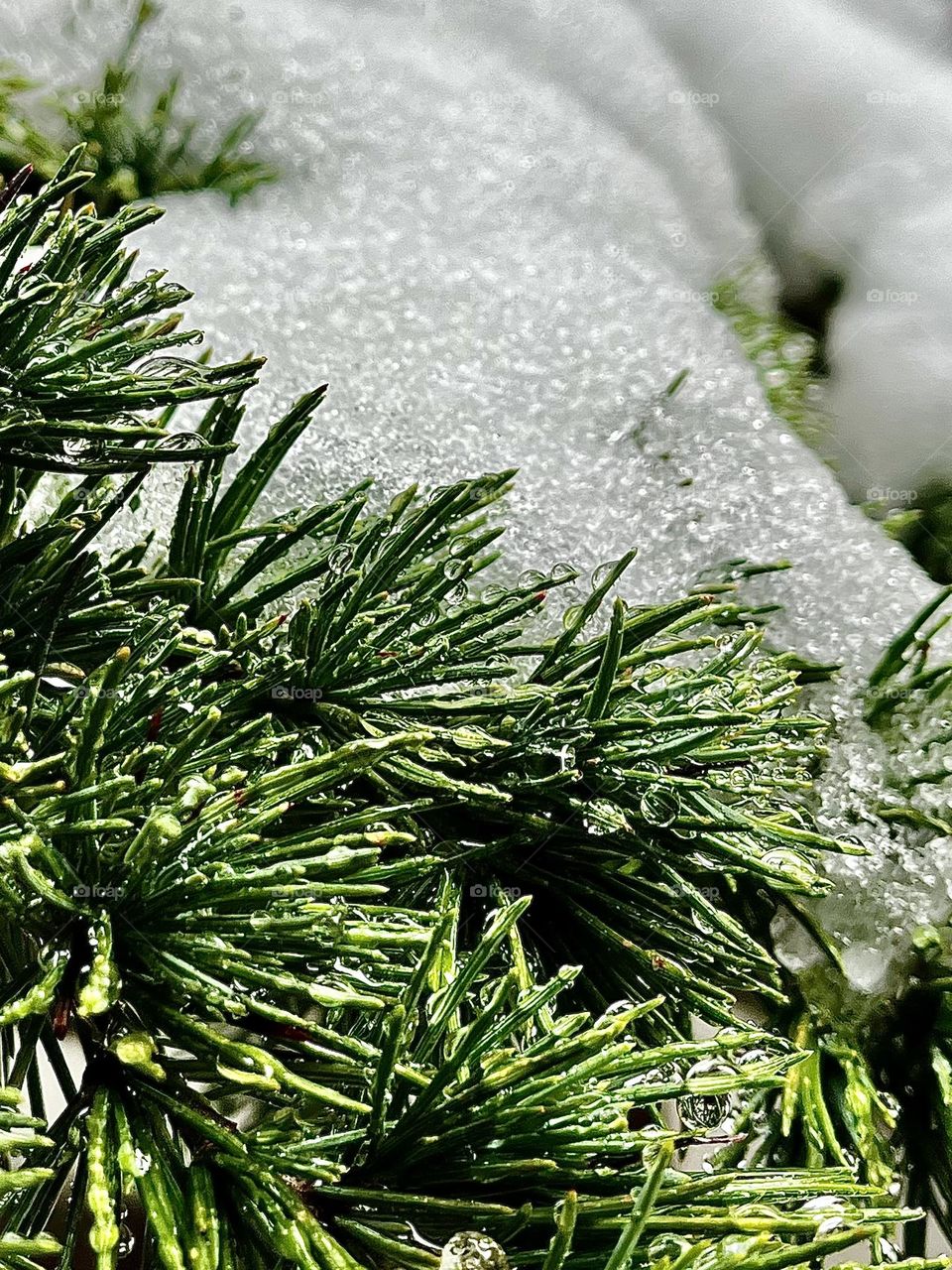 Snow Covered Pine Branch 