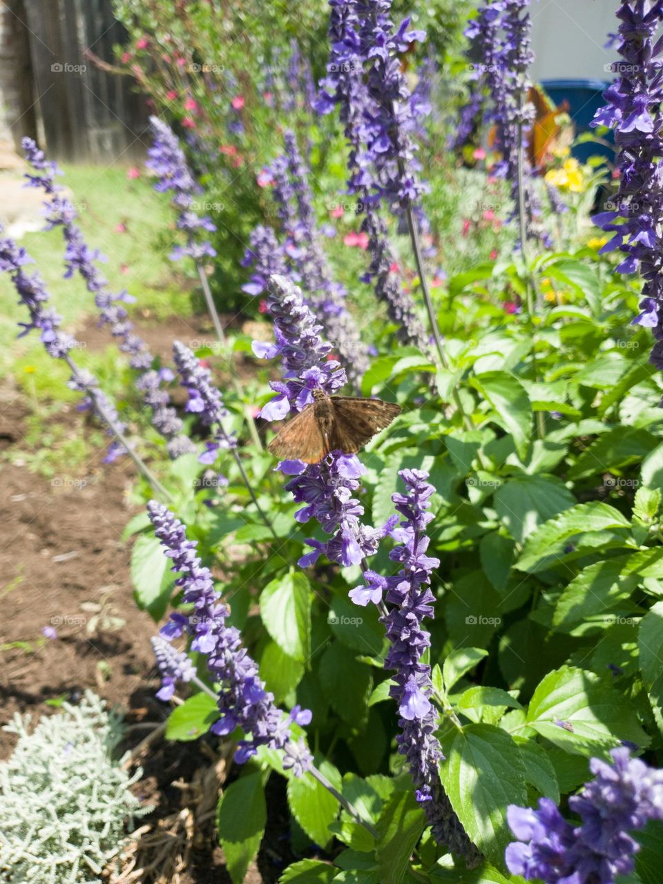 Spring home garden/ flowers bed.