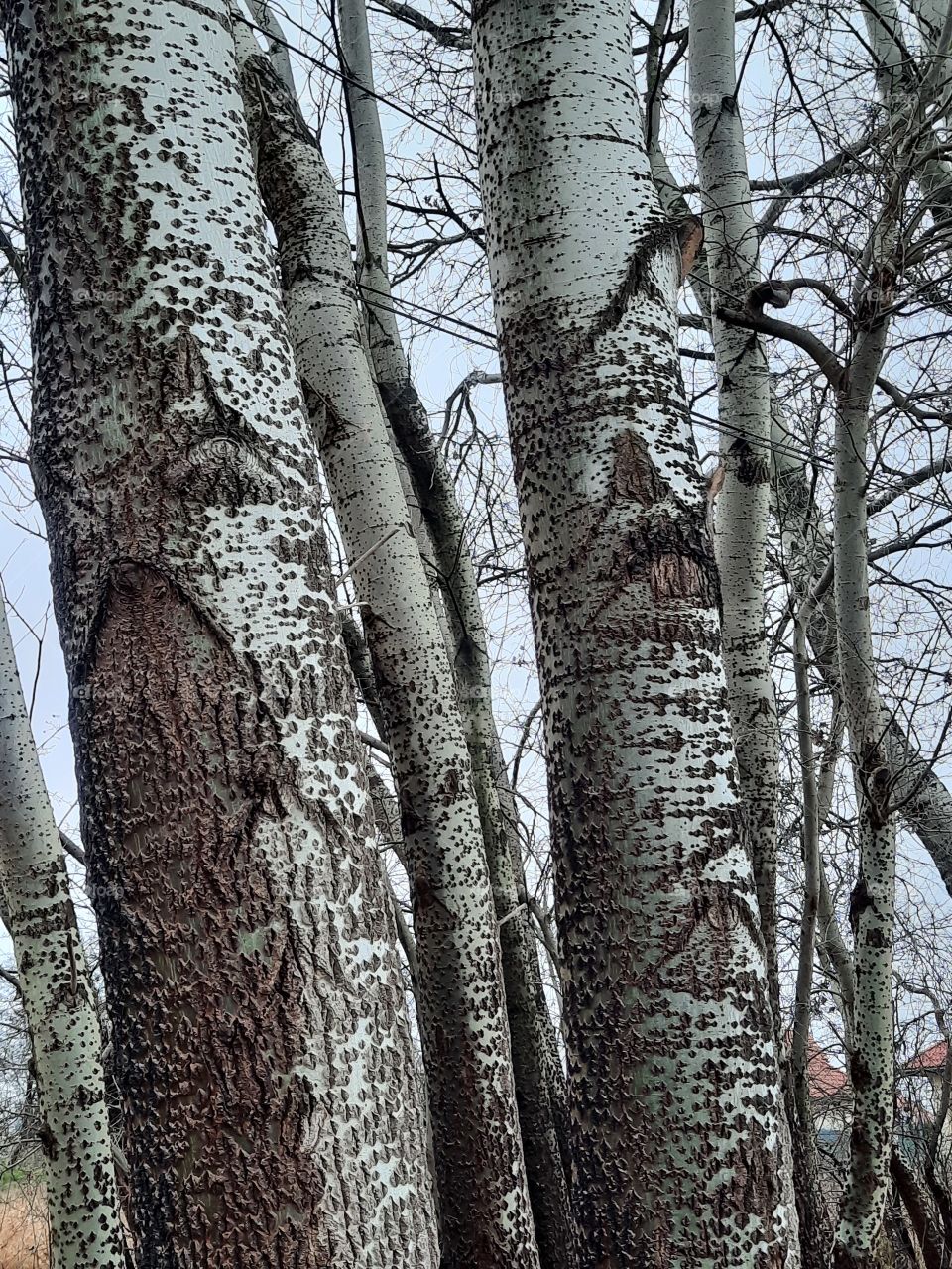 trees around us - trunks and bark of the aspen trees group