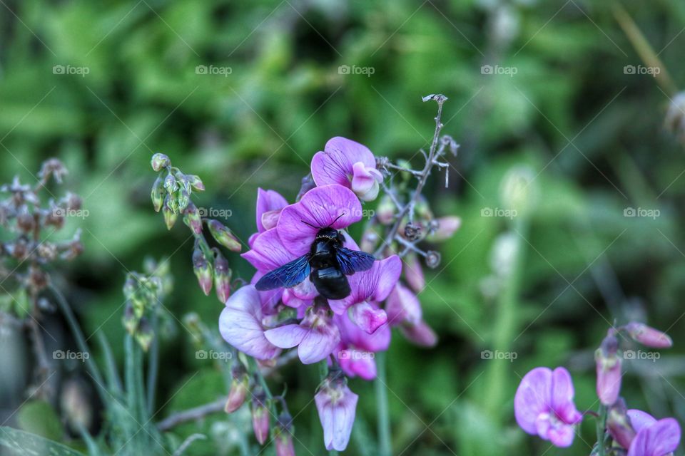 Insect pollinating on flower