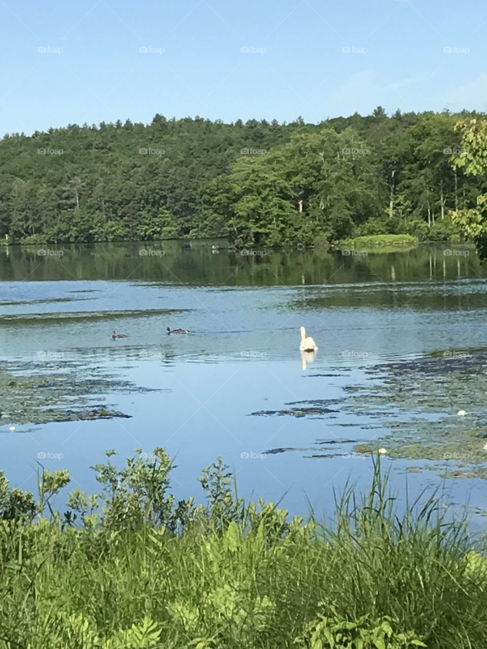 Lake with swan
