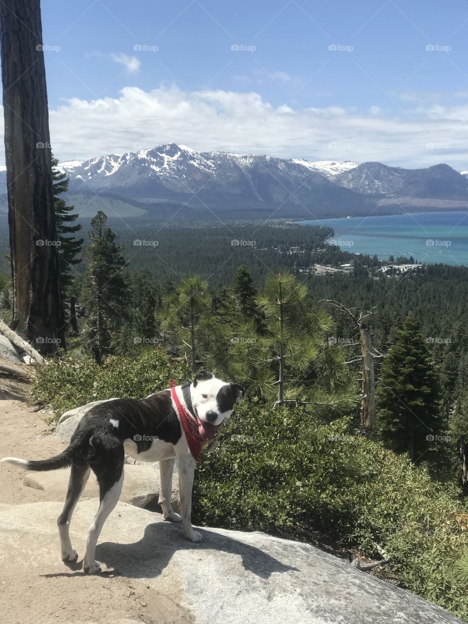 A dog a day keeps the doctor away. Strolling along a hiking trail with a pup by your side. Mountains and the bluest of lakes in the background. 