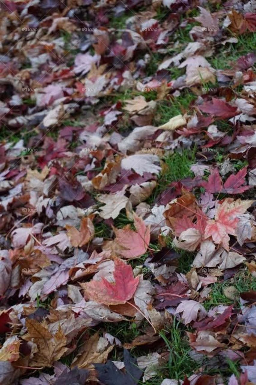 Autumn#leaves#colors#nature