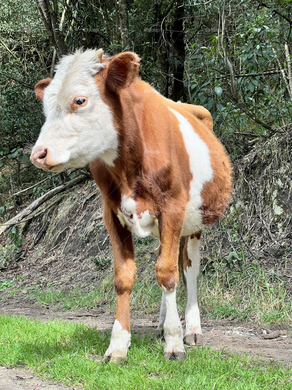 Cute Calf 