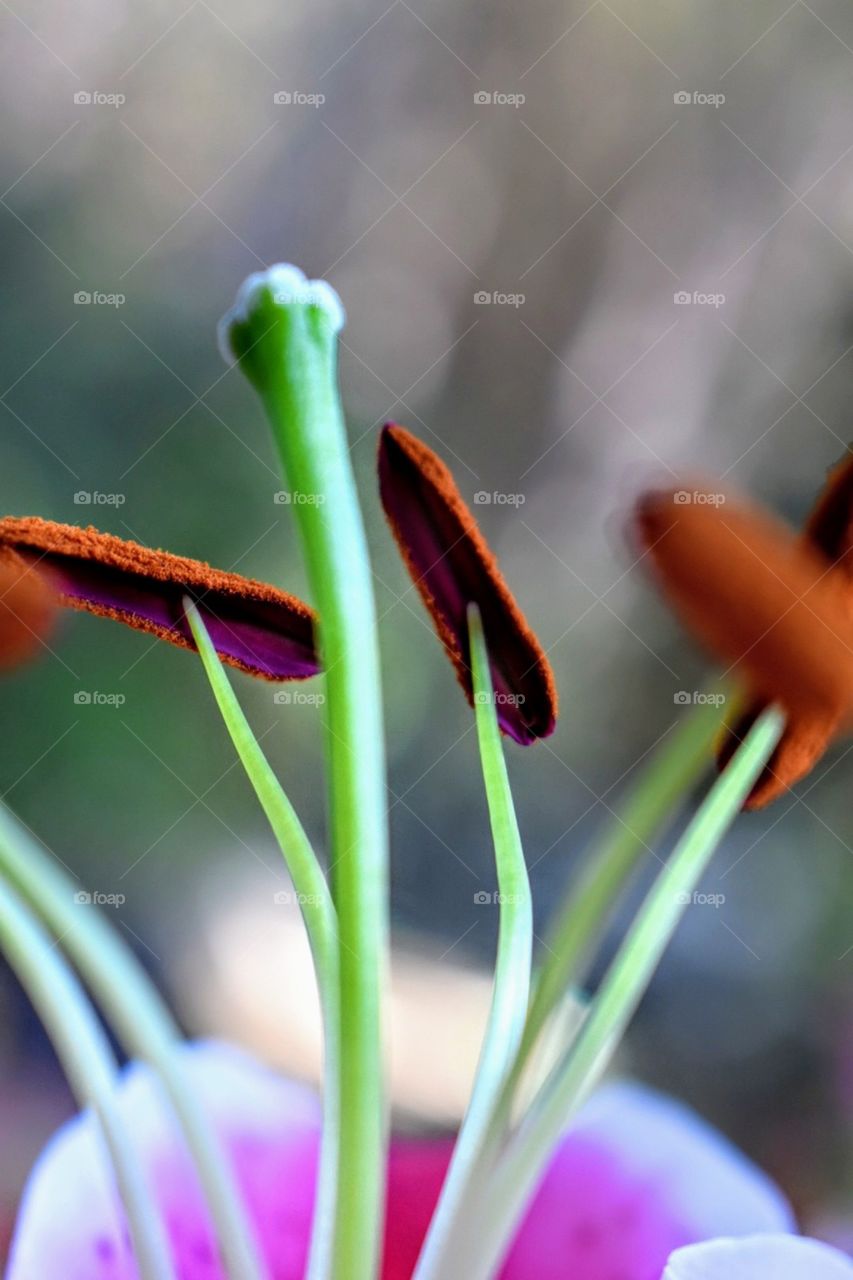 The texture of the stamen of flower