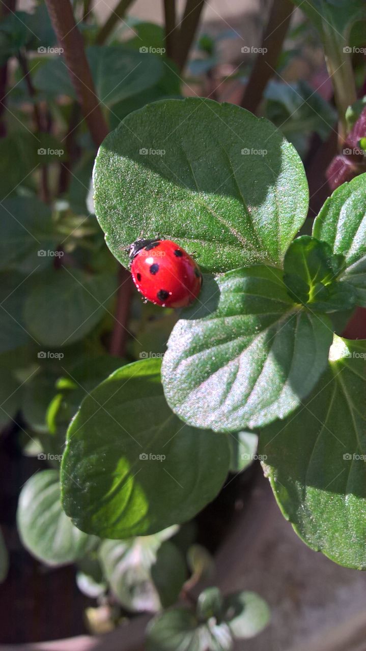 Nice lady bug