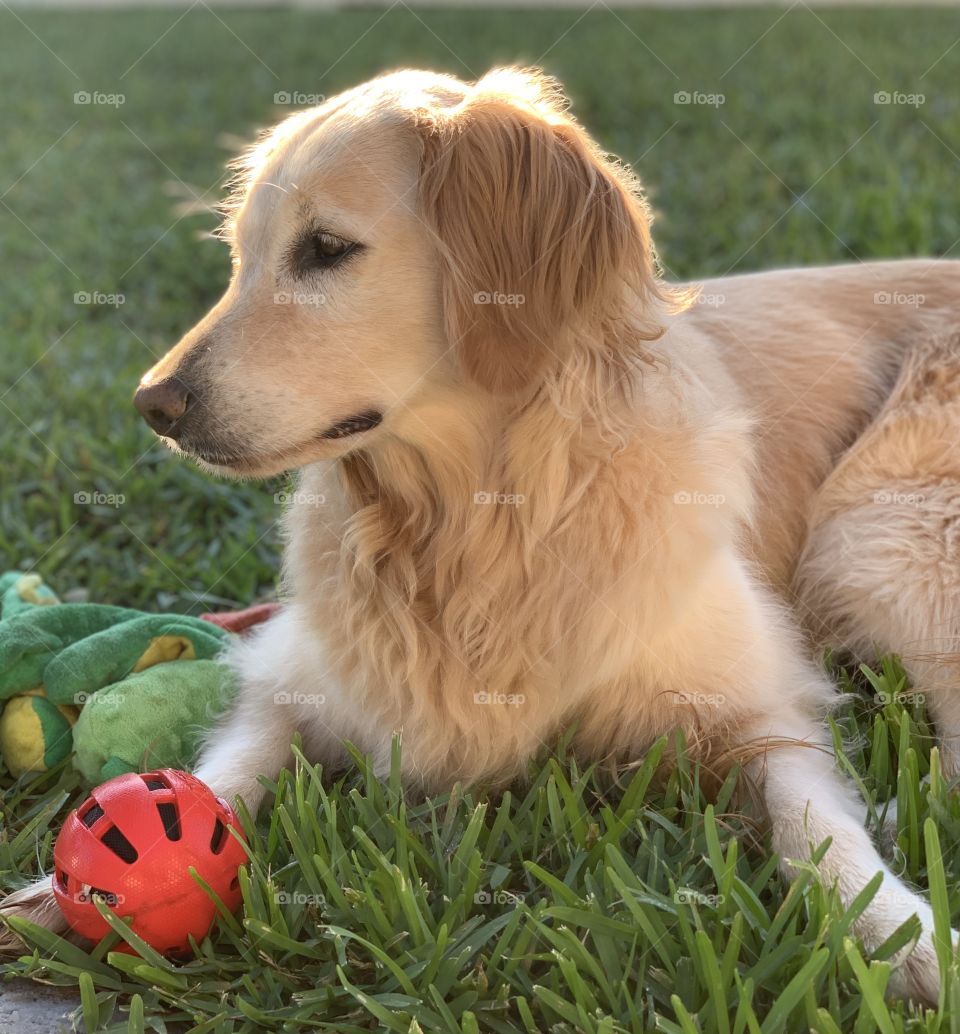 Golden retriever laying in sunlight 