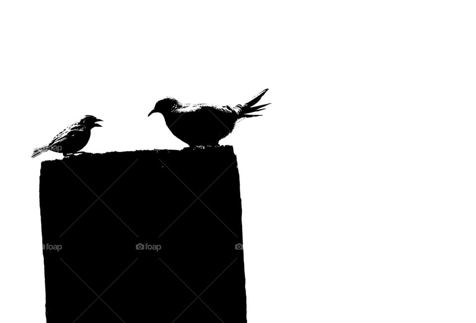 Birds chatting in black & white