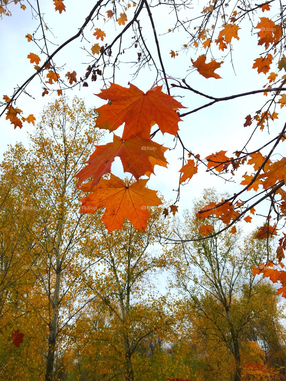 Autumn leaves 