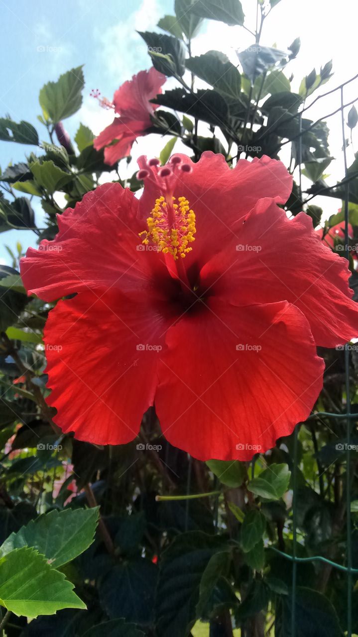 hibisco vermelho flora brasileira lindaaa