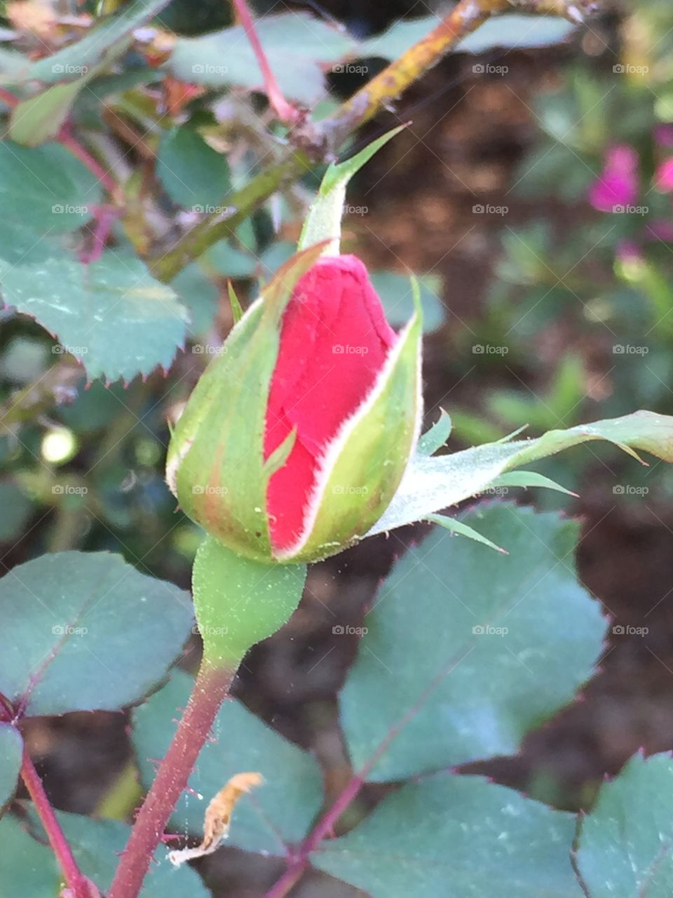 Rosebud