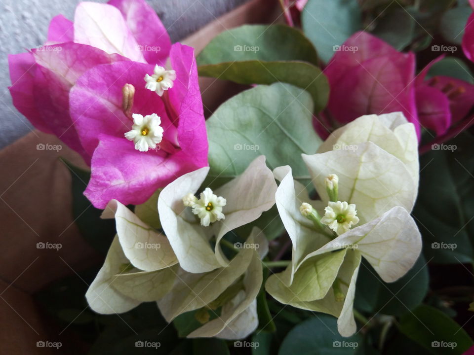 multiple color flower