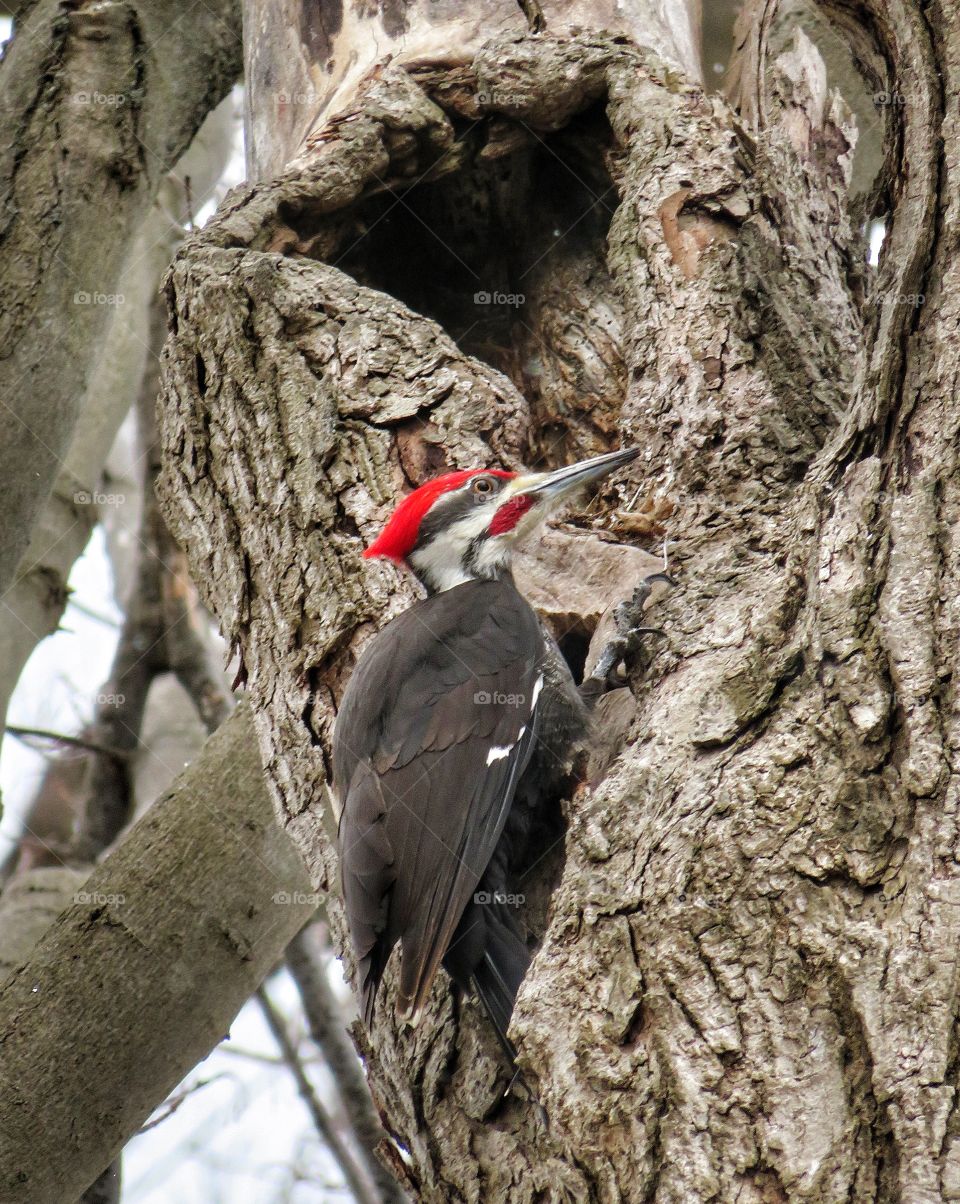 Woodpecker Mount Royal cemetery Montreal