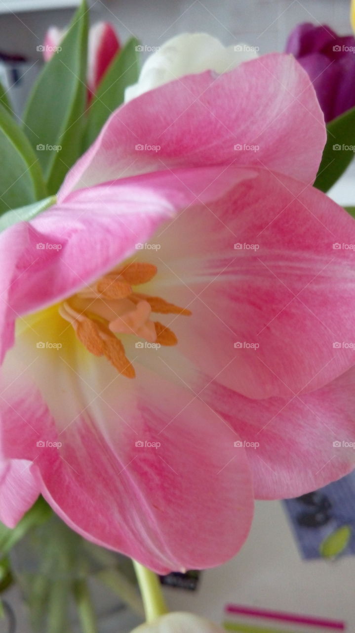 tulip petals close up