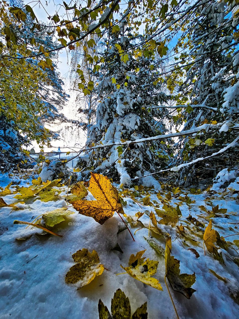 Welcome November . 
The last touch of fall when the snow arrived  colorful leafs into the snow. Smashing atumn into  winter.