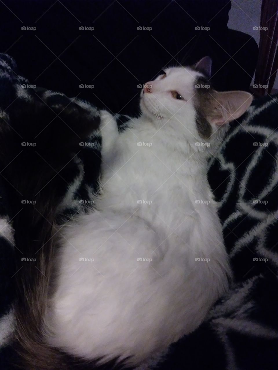 A white cat named Cloud enjoying a warm lap