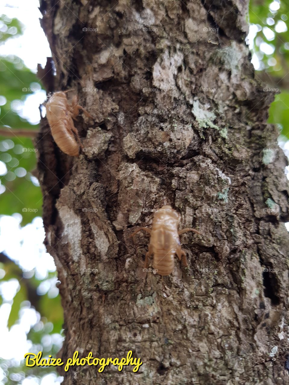 cicada skins