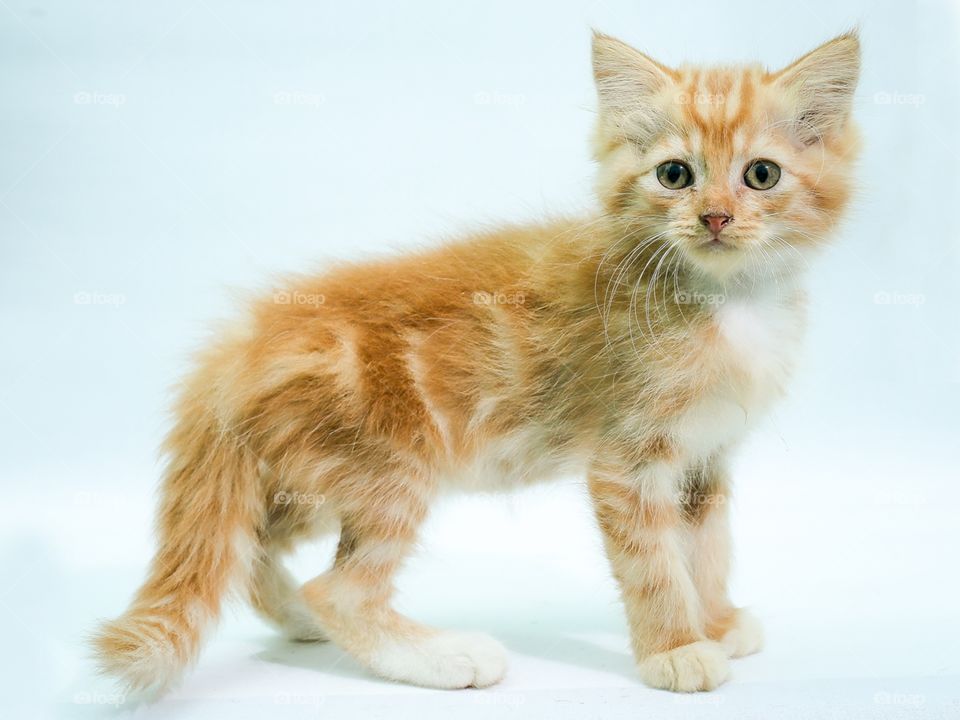 Tabby kitten on blue background