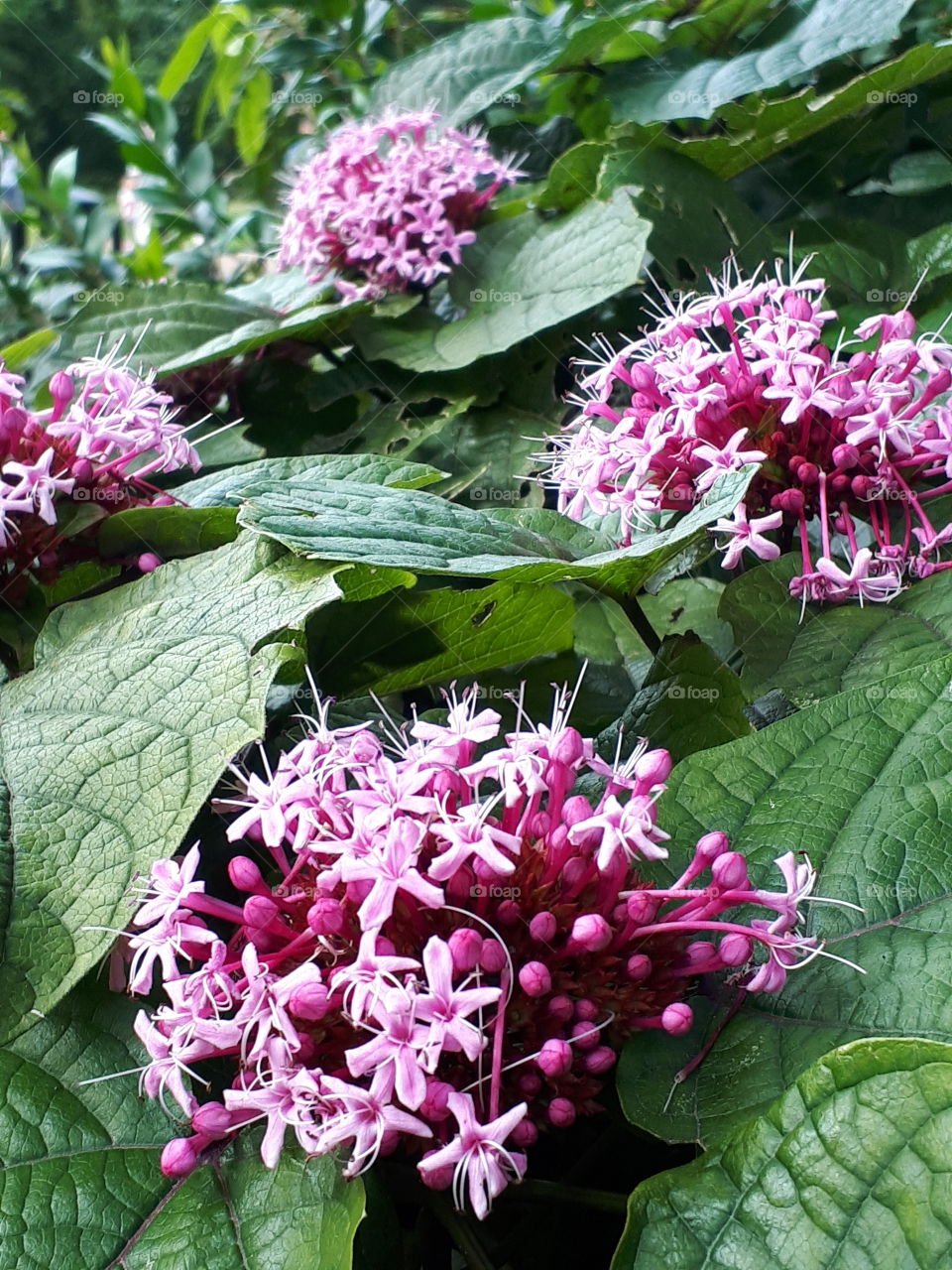 Pink Summer Flowers