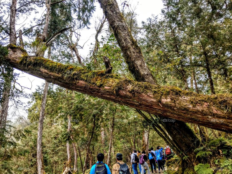 Walking in the forest trail, old & giant trees in our eyes, that was a beautiful and special journey and experience.