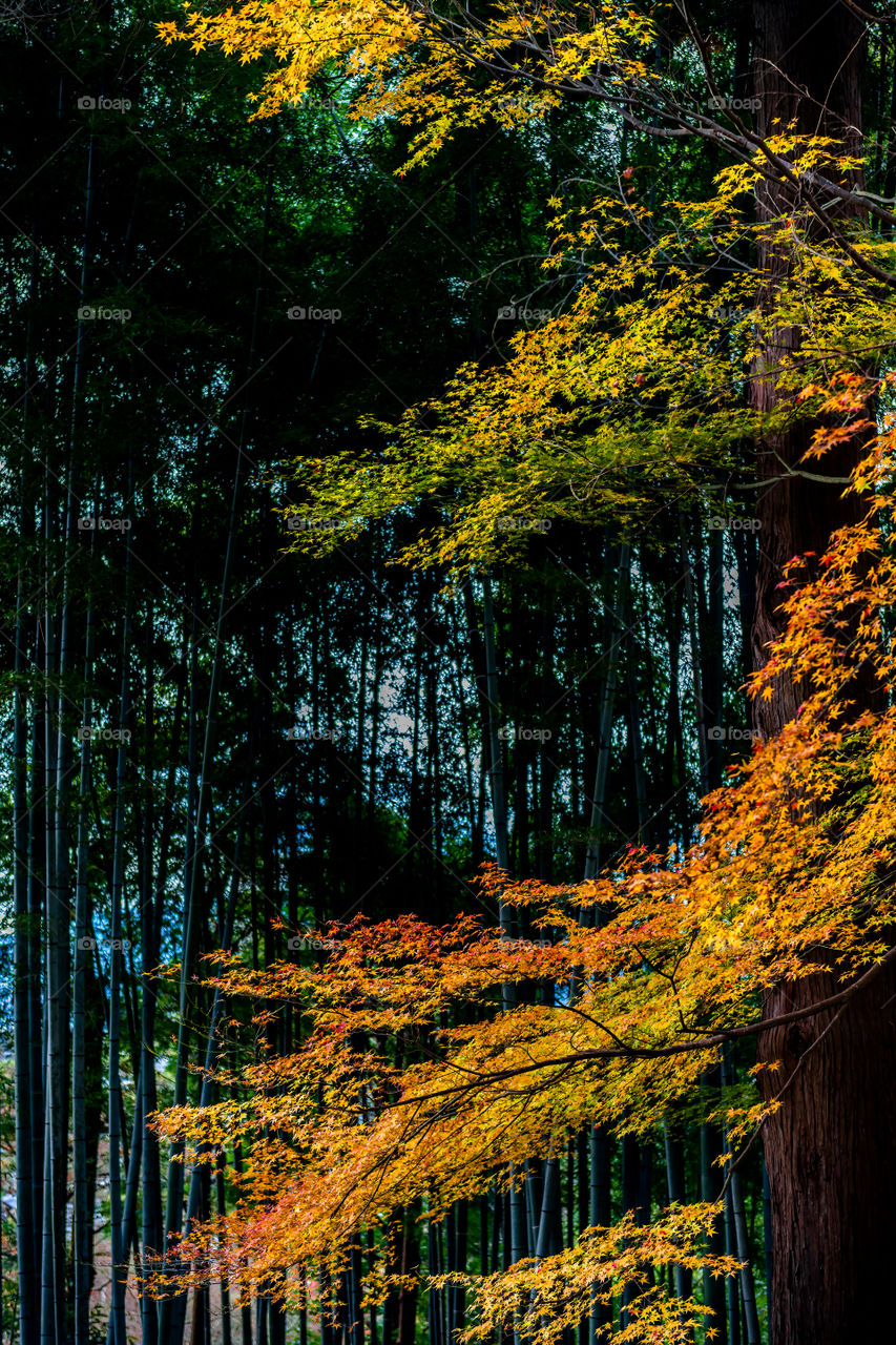 Maple leaves in warm autumn colors among bamboo grove in Kyoto, Japan.