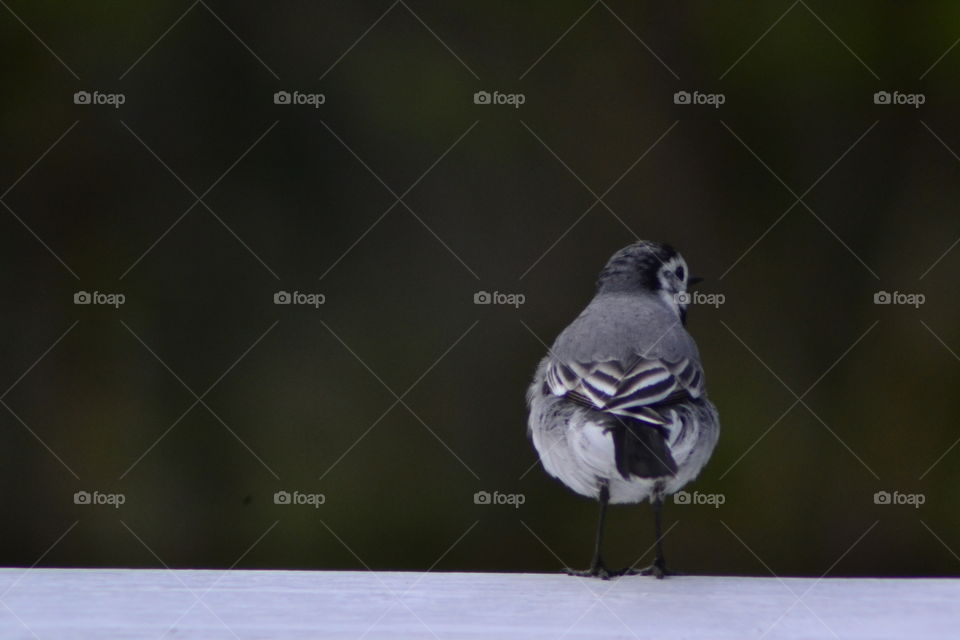 Rear view of wagtail bird