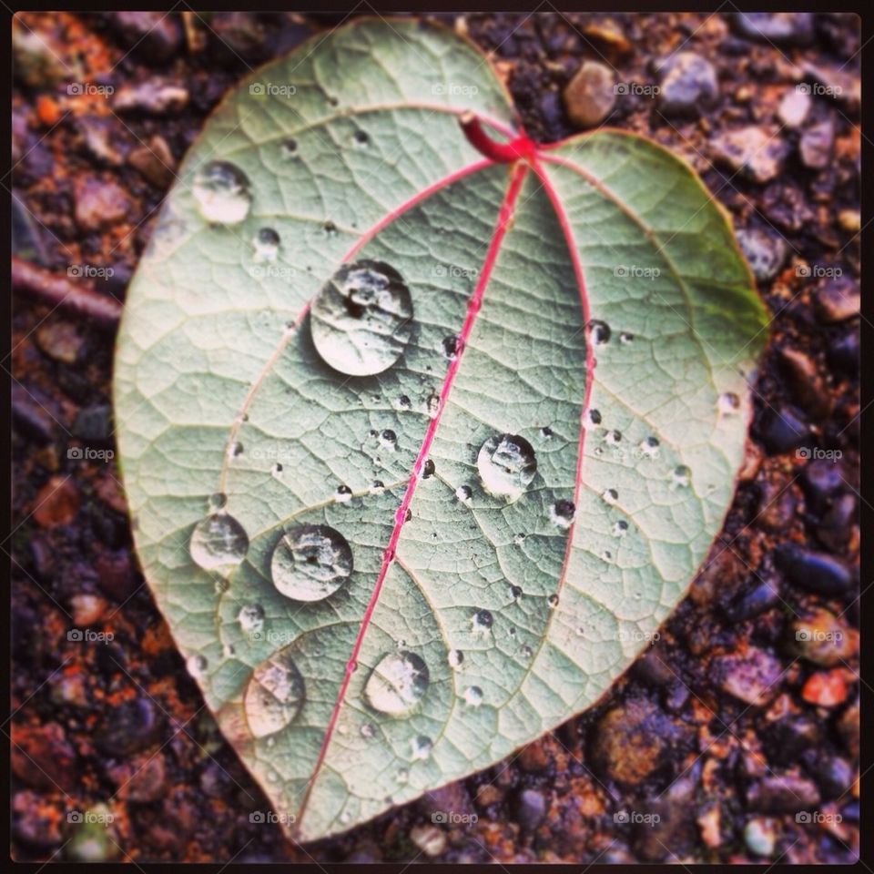 Raindrop leaf 