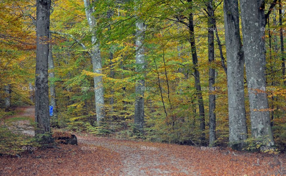 Gravelroad through swedish forest in fall