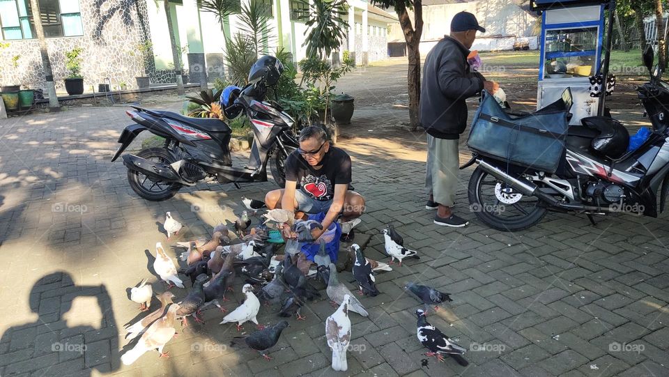Banyak burung Merpati