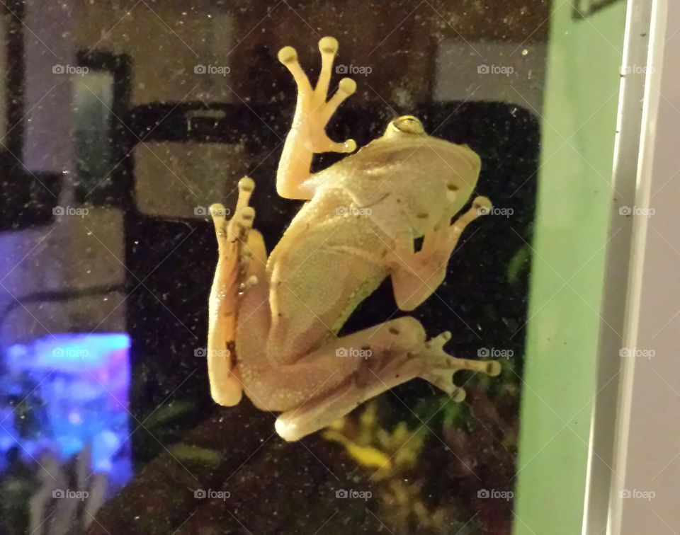 frog belly