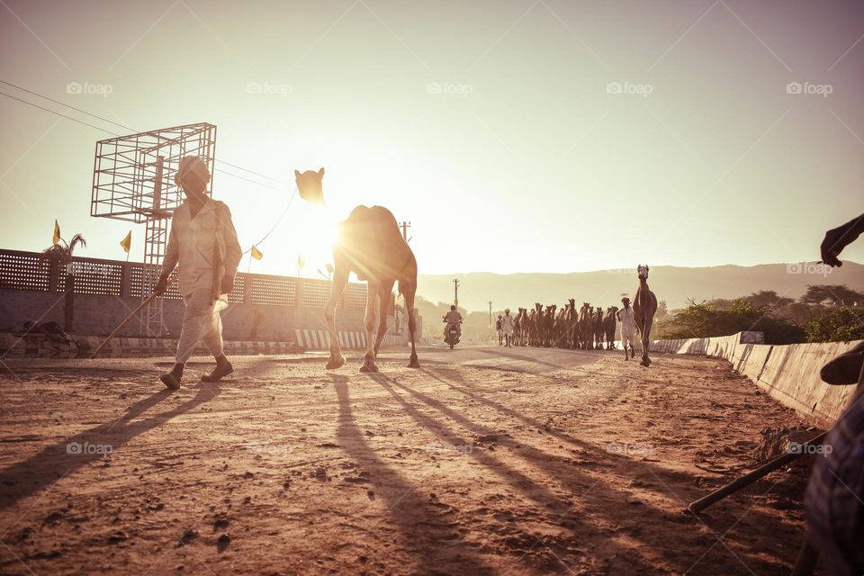 Pushkar camel fair in india