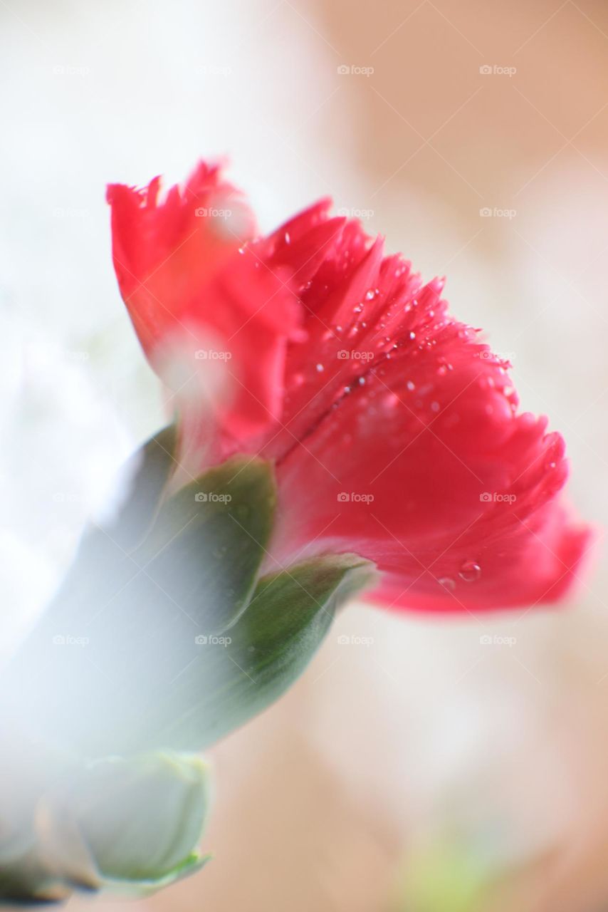 Little flower and some dew 