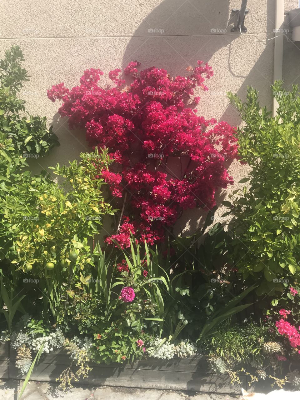 Fuchsia bougainvillea 