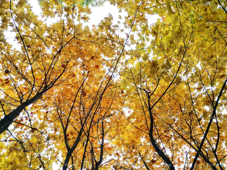 Colorful treetops in the forest in autumn in yellow and orange