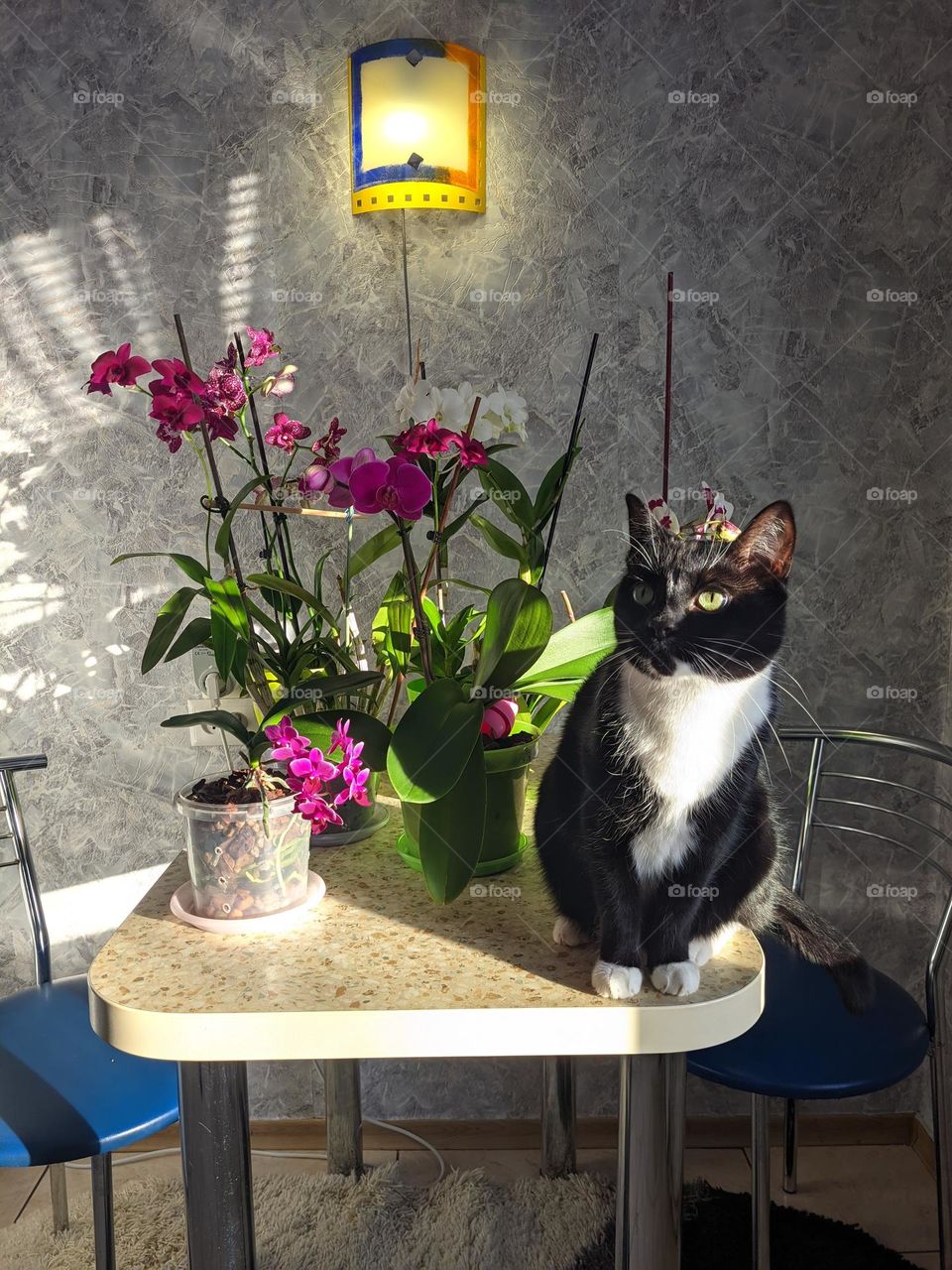 Close up portrait of beautiful young black cat with green eyes at kitchen at home in sunny day