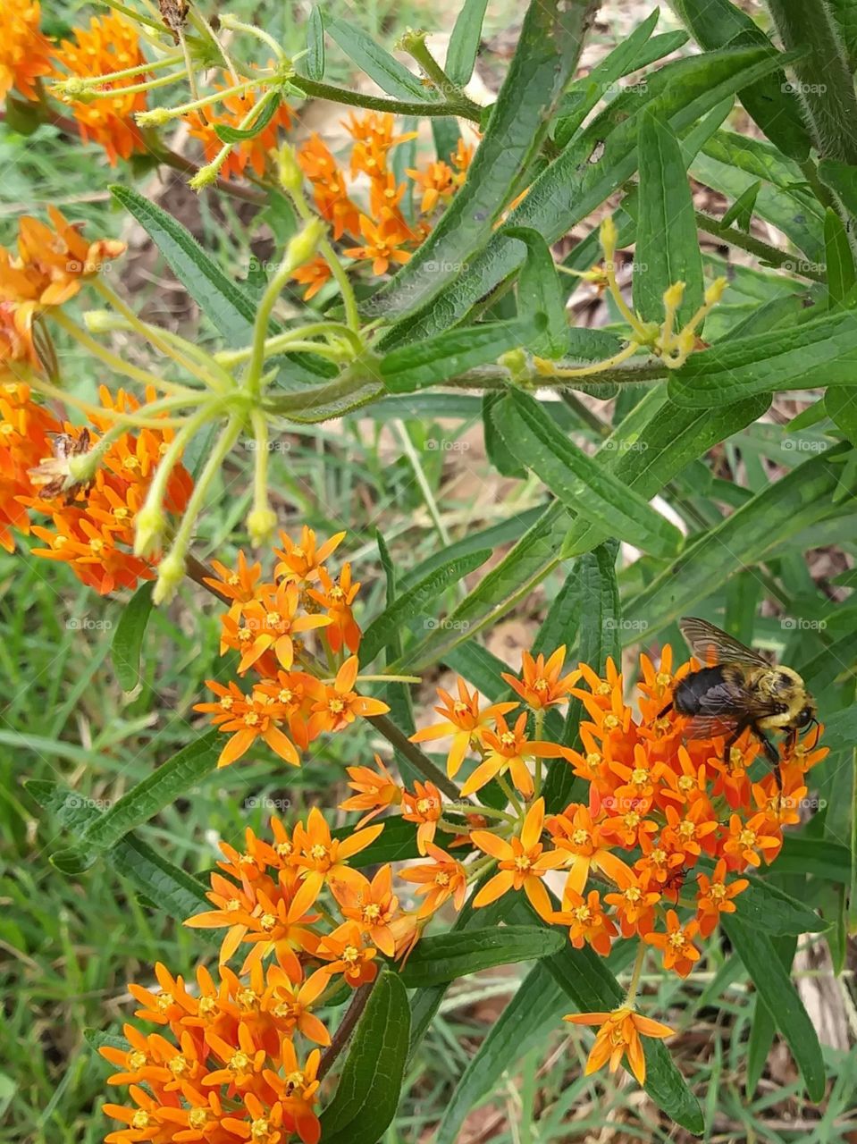 A fat bumble bee enjoying some afternoon pollen from tiny, beautiful, orange flowers in a park, in Marshfield, MO.