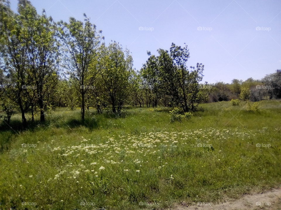 поляна на хуторе