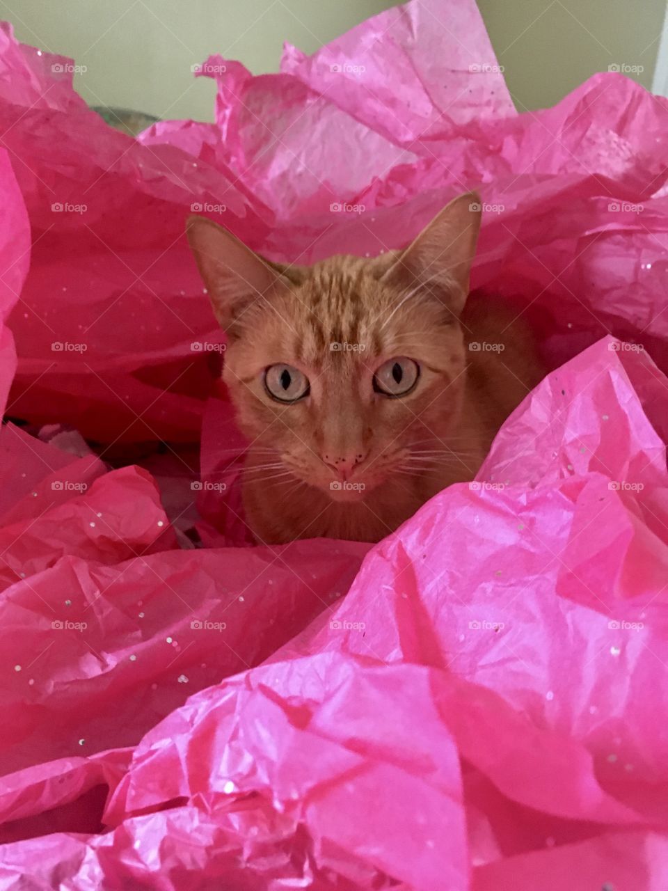 Ginger kitty sitting in pink sparkle tissue paper