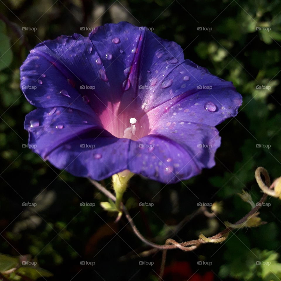 macro violet flower