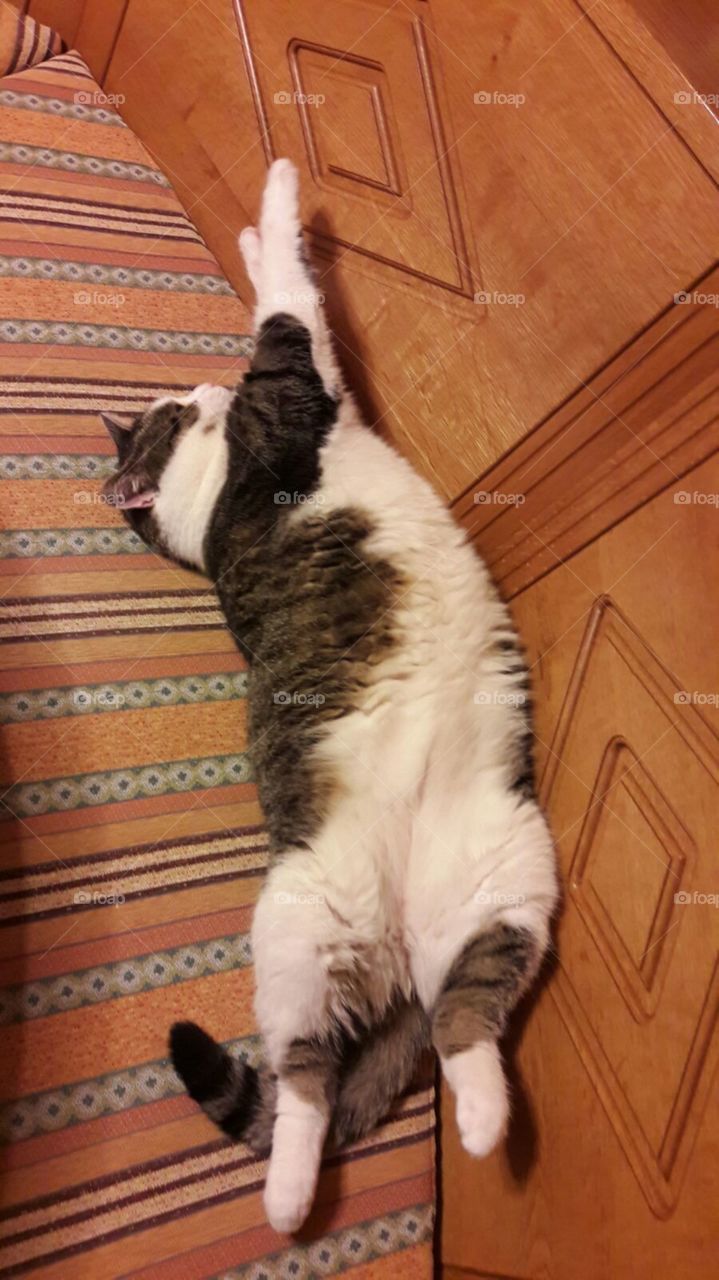 Cat, Mammal, Pet, Domestic, Portrait