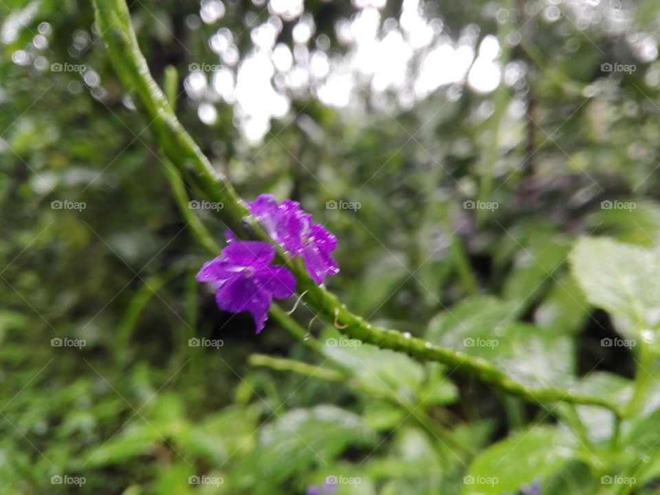 Violet Jungle Flowers