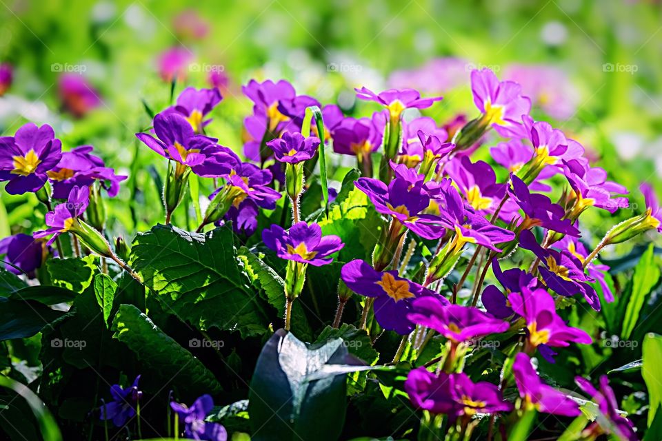 LINDO JARDIM COM FLOR ROXA