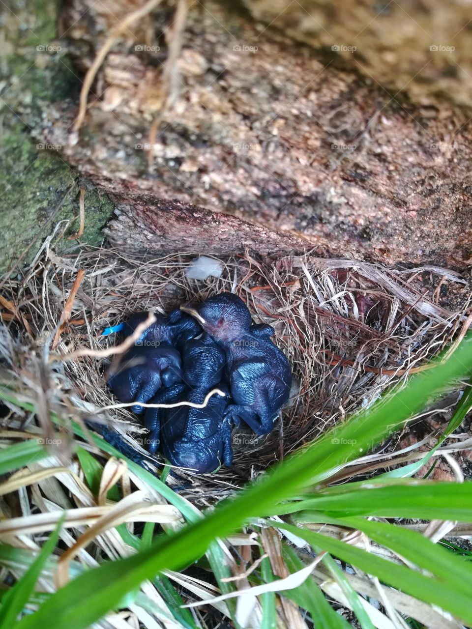 Nest