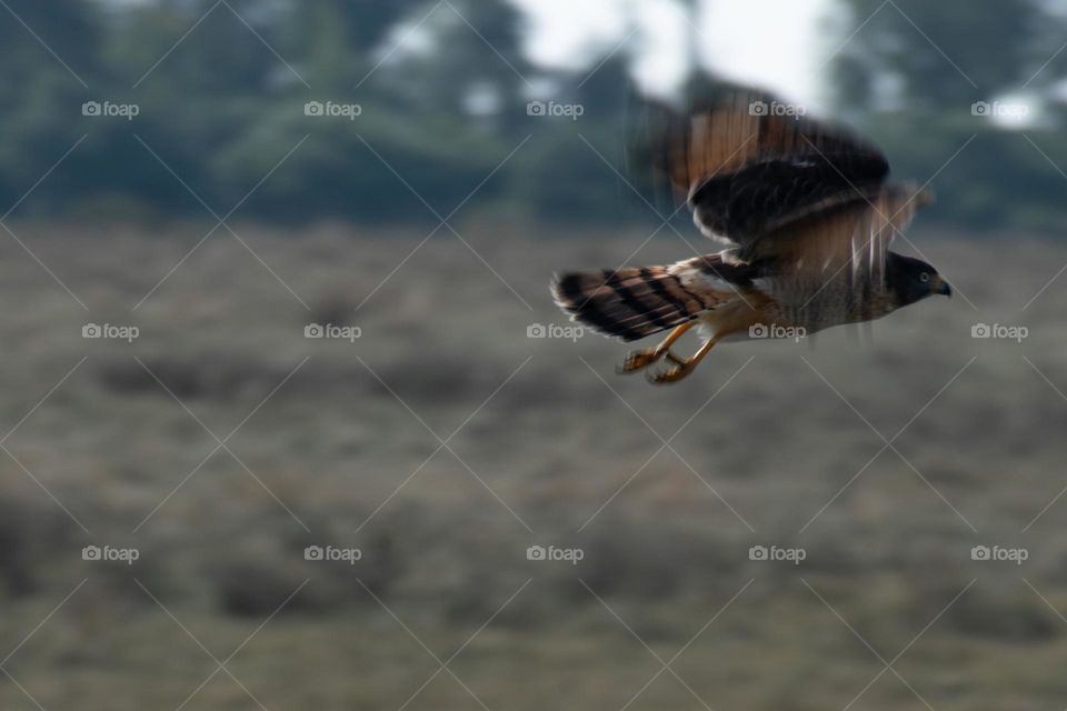 Volando , puro movimiento. Aguila de Guazuvirá.