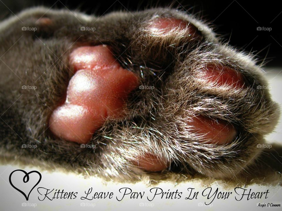 Paw