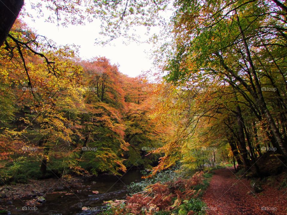 River in forest during autumn