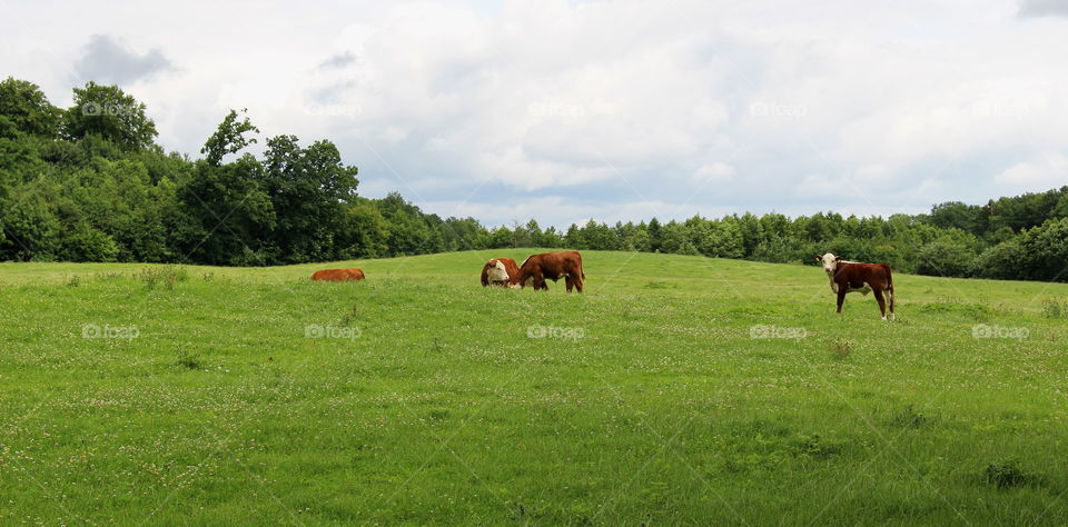 Cows in Skåne.