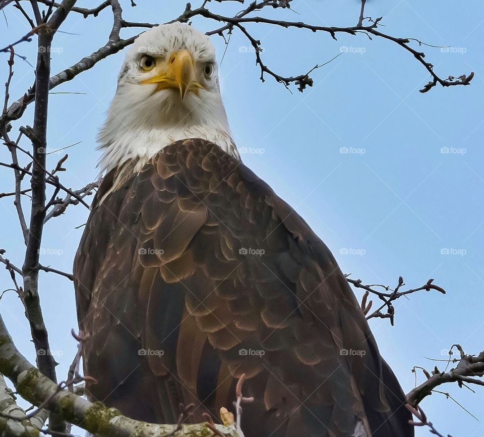 Bald eagle