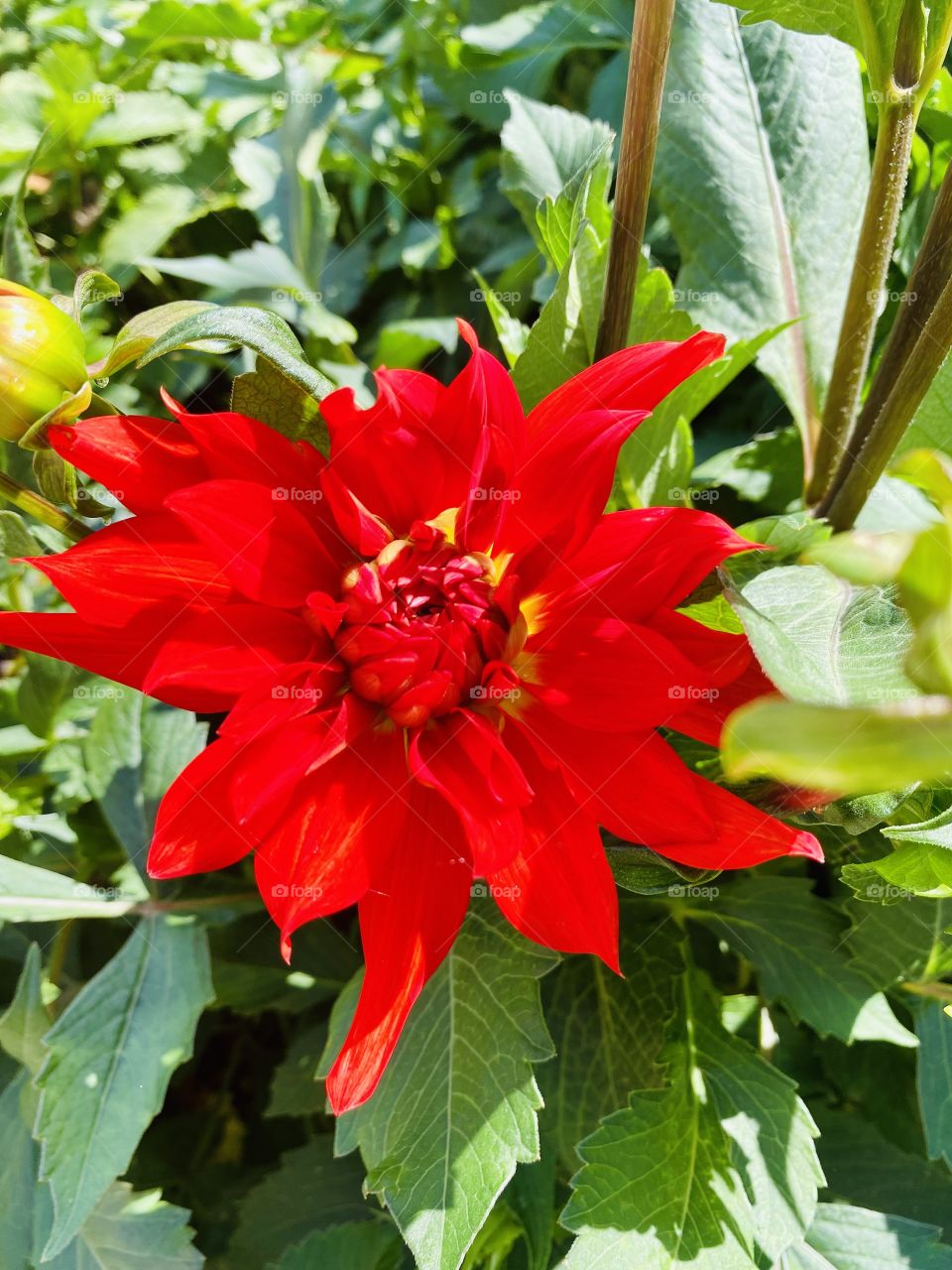 Red flower in the caraïtes garden 