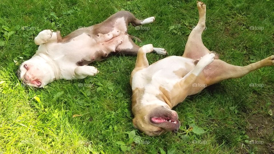 American Bullies being silly
